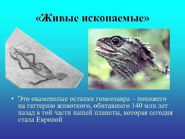 «Живые ископаемые» • Это окаменелые останки гомеозавра – похожего на «Живые ископаемые» • Это окаменелые останки гомеозавра – похожего на