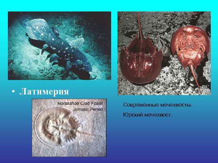 • Латимерия Современные мечехвосты. Юрский мечехвост. • Латимерия Современные мечехвосты. Юрский мечехвост.