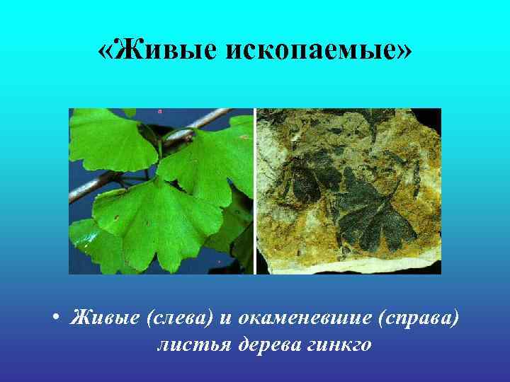 «Живые ископаемые» • Живые (слева) и окаменевшие (справа) листья дерева «Живые ископаемые» • Живые (слева) и окаменевшие (справа) листья дерева