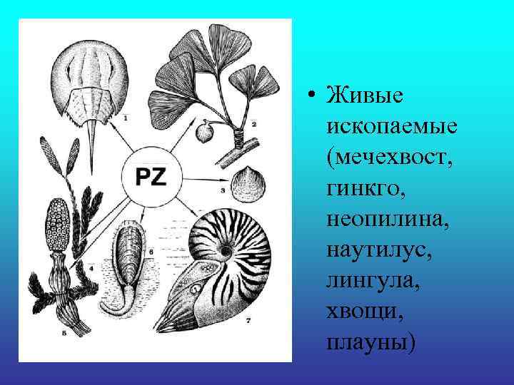 • Живые ископаемые (мечехвост, гинкго, неопилина, наутилус, • Живые ископаемые (мечехвост, гинкго, неопилина, наутилус,
