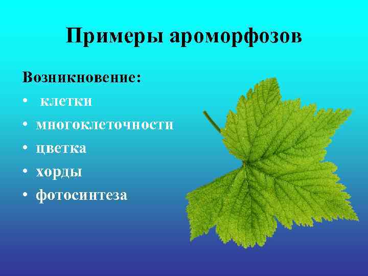 Примеры ароморфозов Возникновение: • клетки • многоклеточности • цветка • хорды • Примеры ароморфозов Возникновение: • клетки • многоклеточности • цветка • хорды •