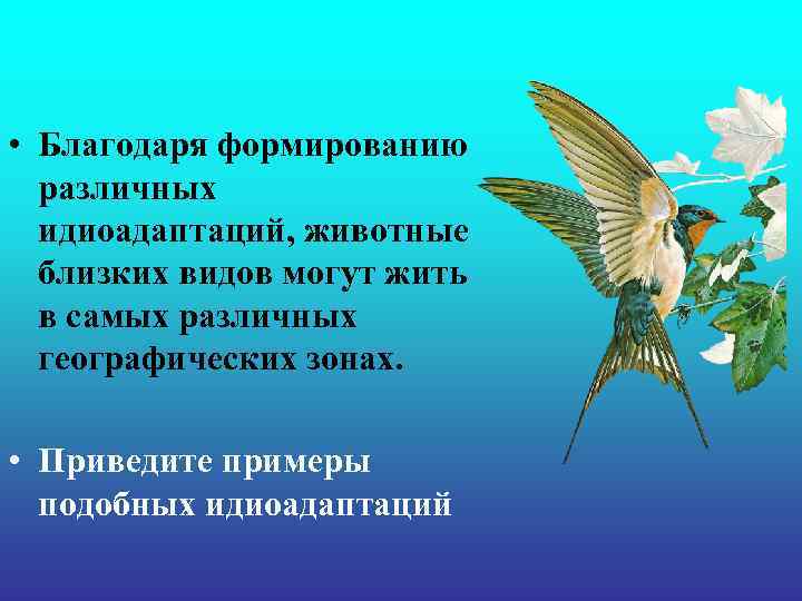 • Благодаря формированию различных идиоадаптаций, животные близких видов могут жить • Благодаря формированию различных идиоадаптаций, животные близких видов могут жить