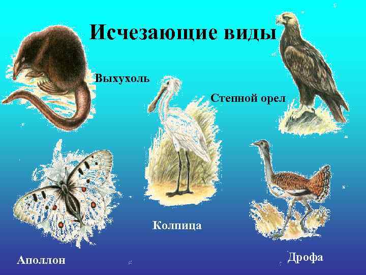 Исчезающие виды Выхухоль Степной орел Исчезающие виды Выхухоль Степной орел