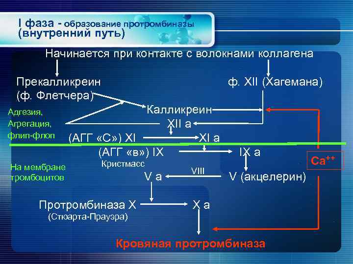  I фаза - образование протромбиназы  (внутренний путь)  Начинается при контакте с