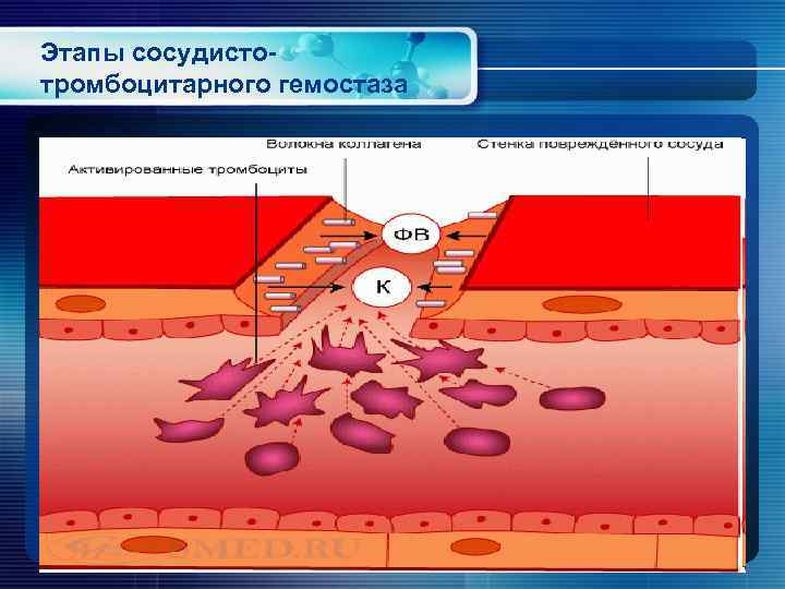 Этапы сосудисто- тромбоцитарного гемостаза 