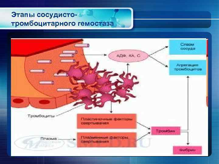 Этапы сосудисто- тромбоцитарного гемостаза 