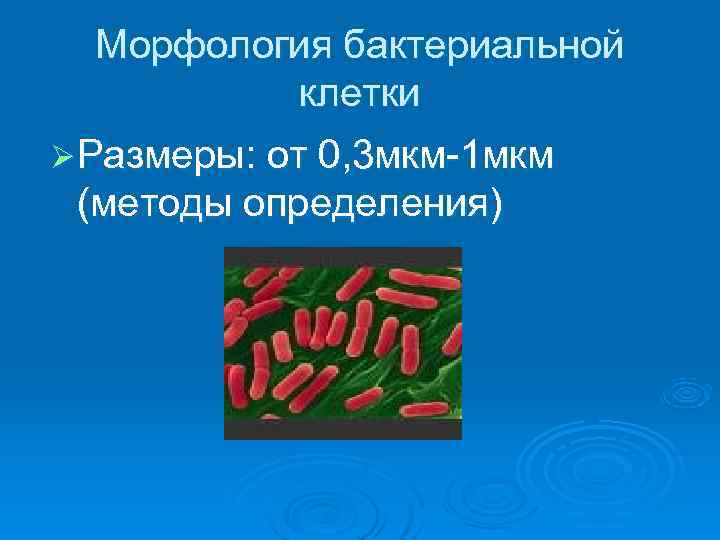  Морфология бактериальной  клетки Ø Размеры: от 0, 3 мкм-1 мкм (методы определения)