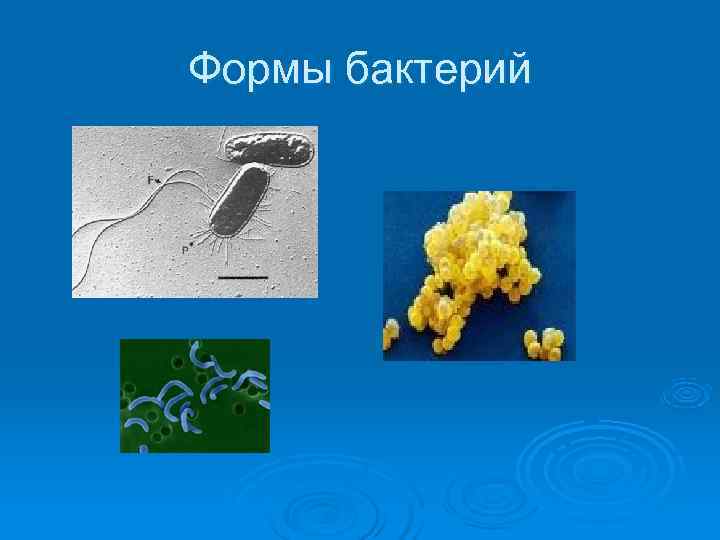 Формы бактерий 