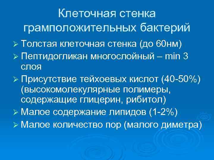   Клеточная стенка  грамположительных бактерий Ø Толстая клеточная стенка (до 60 нм)
