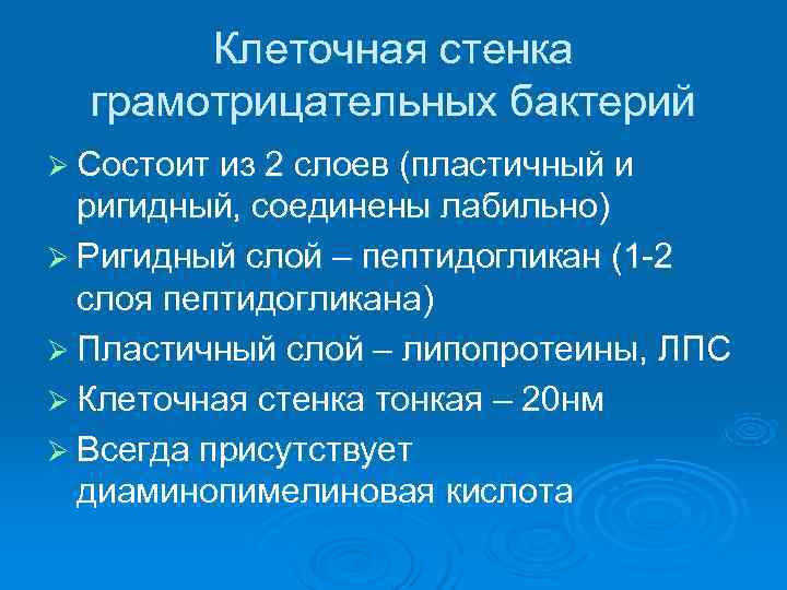   Клеточная стенка  грамотрицательных бактерий Ø Состоит из 2 слоев (пластичный и