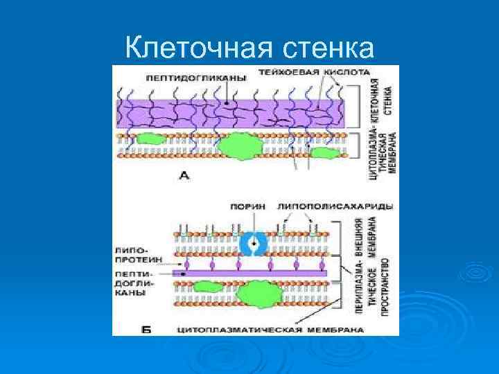 Клеточная стенка 