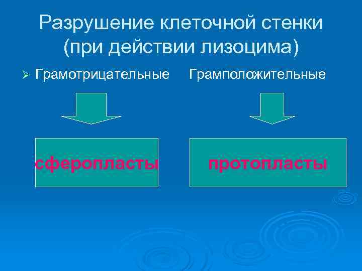   Разрушение клеточной стенки  (при действии лизоцима) Ø  Грамотрицательные  Грамположительные