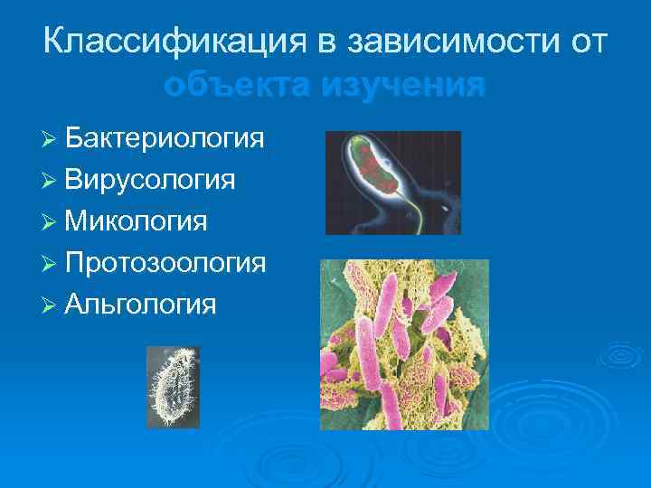 Классификация в зависимости от  объекта изучения Ø Бактериология Ø Вирусология Ø Микология Ø