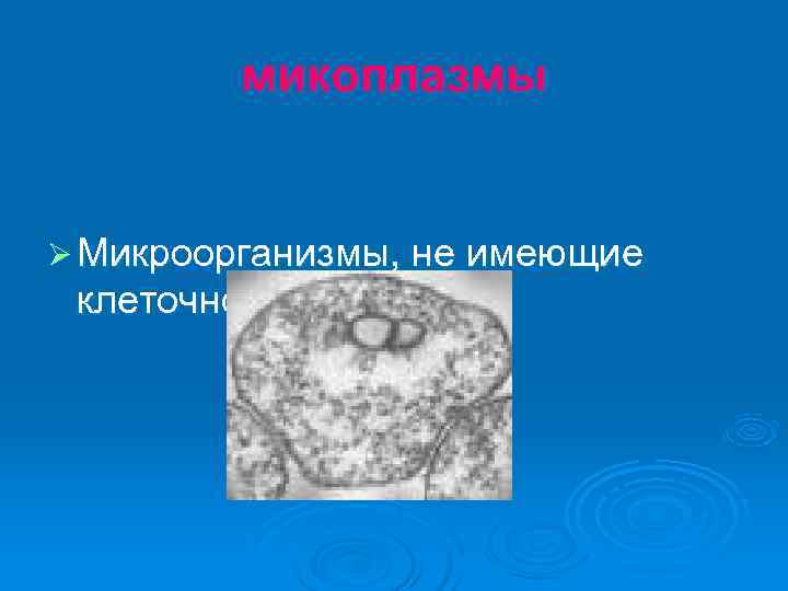    микоплазмы  Ø Микроорганизмы, не имеющие клеточной стенки 