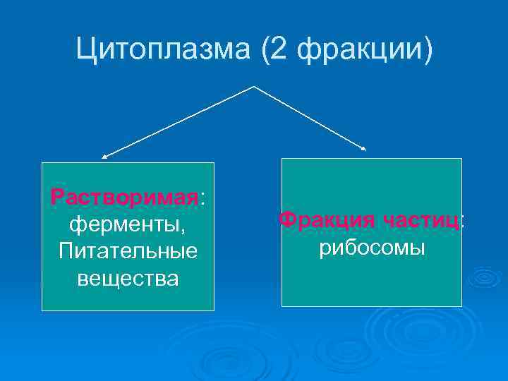  Цитоплазма (2 фракции)  Растворимая:  ферменты, Фракция частиц: Питательные  рибосомы 