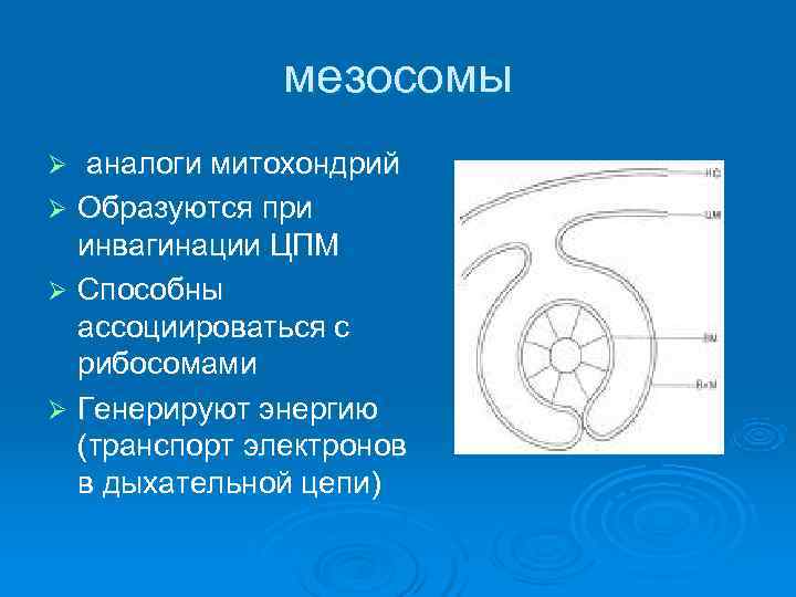     мезосомы Ø аналоги митохондрий Ø Образуются при  инвагинации ЦПМ