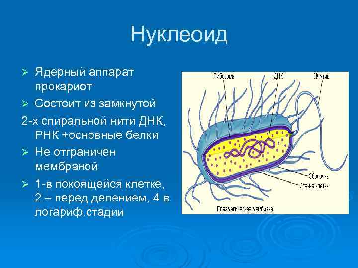    Нуклеоид Ø Ядерный аппарат  прокариот Ø Состоит из замкнутой 2