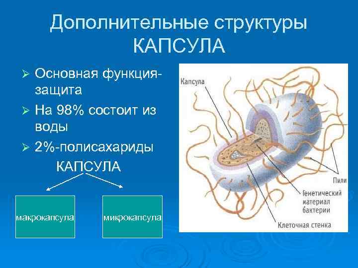   Дополнительные структуры    КАПСУЛА Ø Основная функция-  защита Ø