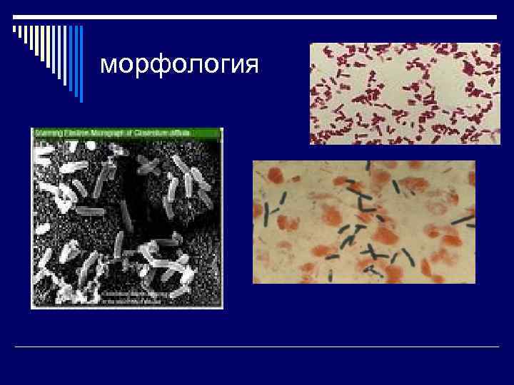 морфология 