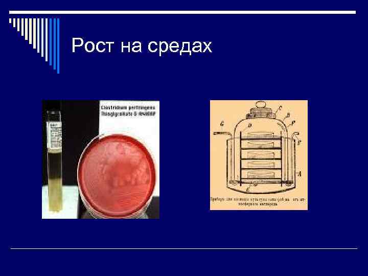 Рост на средах 