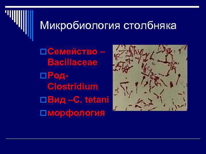 Микробиология столбняка o Семейство –  Bacillaceae o Род-  Clostridium o Вид –С.