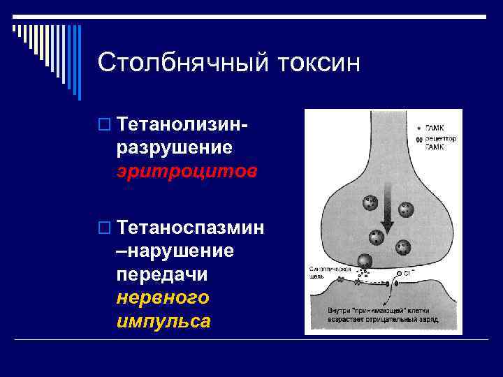 Столбнячный токсин o Тетанолизин- разрушение эритроцитов o Тетаноспазмин –нарушение передачи нервного импульса 