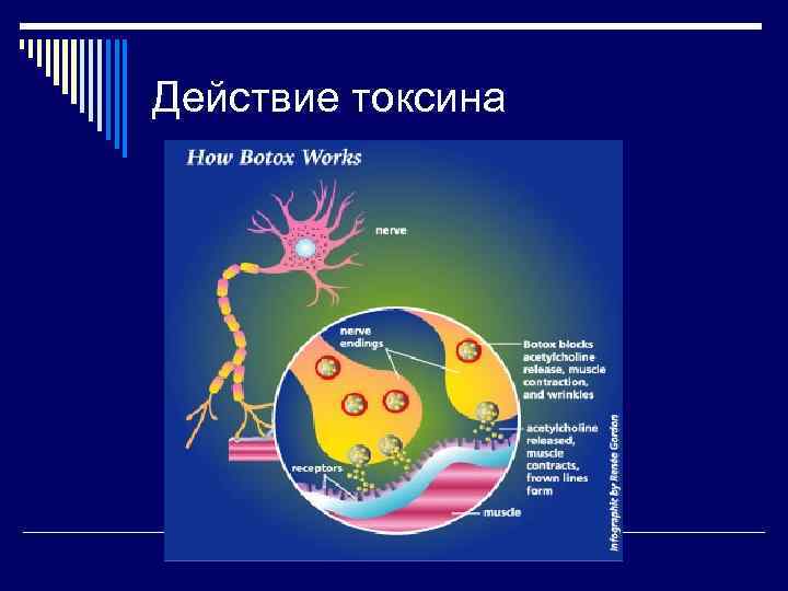 Действие токсина 
