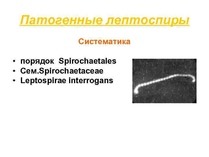  Патогенные лептоспиры    Систематика  • порядок Spirochaetales • Сем. Spirochaetaceae