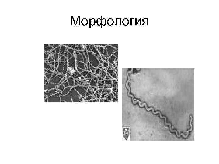 Морфология 