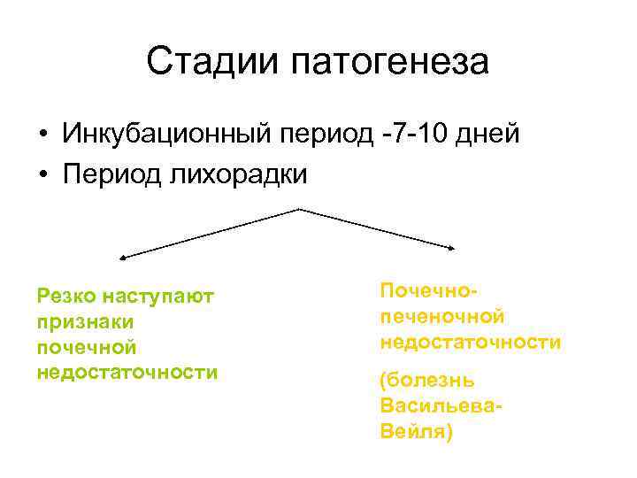    Стадии патогенеза • Инкубационный период -7 -10 дней • Период лихорадки