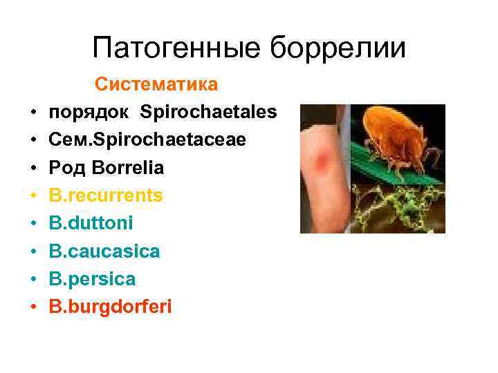   Патогенные боррелии   Систематика •  порядок Spirochaetales •  Сем.