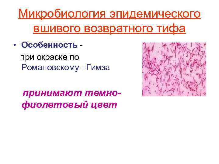  Микробиология эпидемического  вшивого возвратного тифа • Особенность -  при окраске по