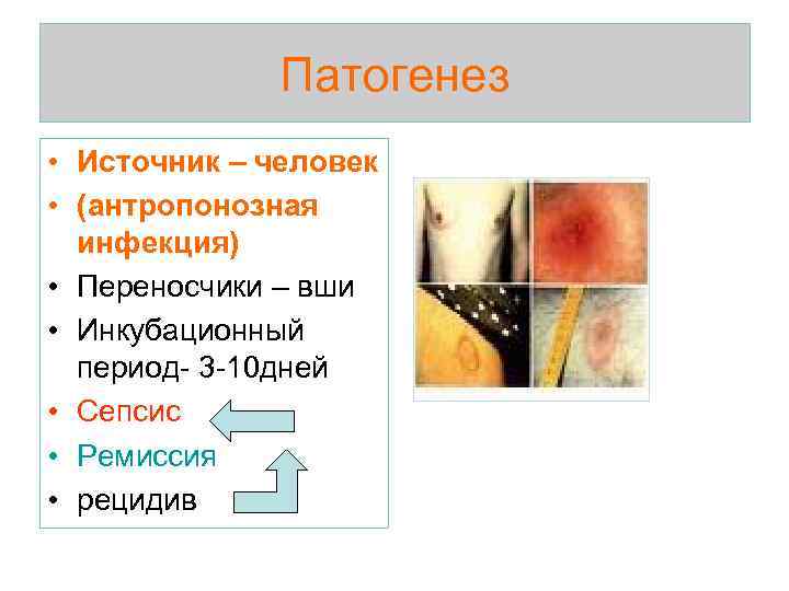    Патогенез • Источник – человек • (антропонозная  инфекция) • Переносчики