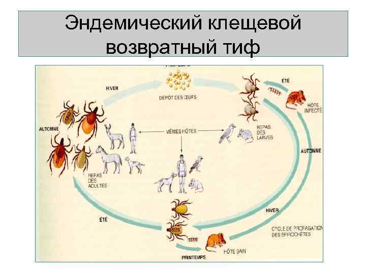 Эндемический клещевой  возвратный тиф 