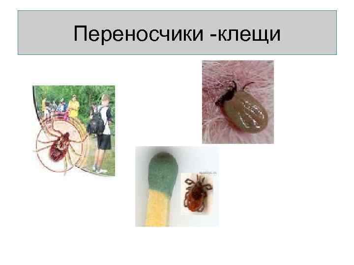 Переносчики -клещи 