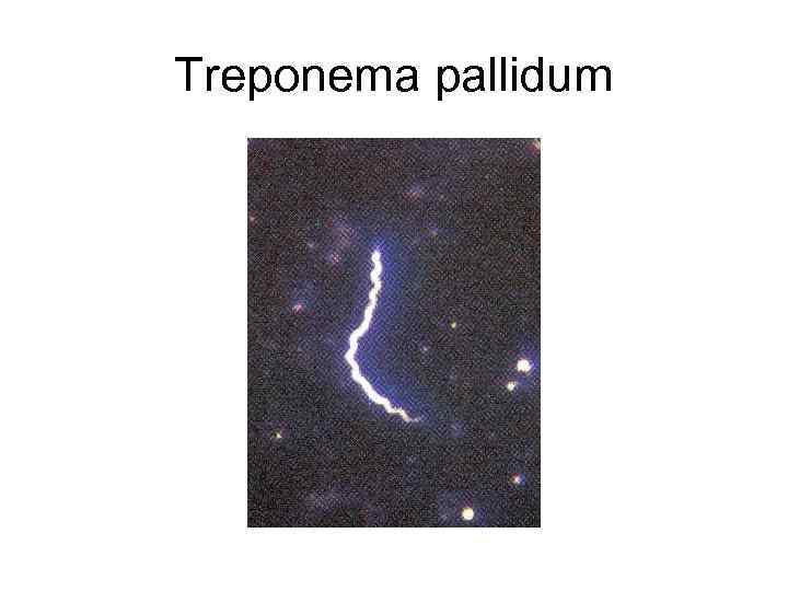 Treponema pallidum 
