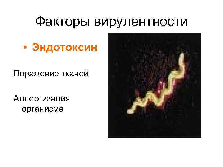   Факторы вирулентности  • Эндотоксин Поражение тканей Аллергизация  организма 
