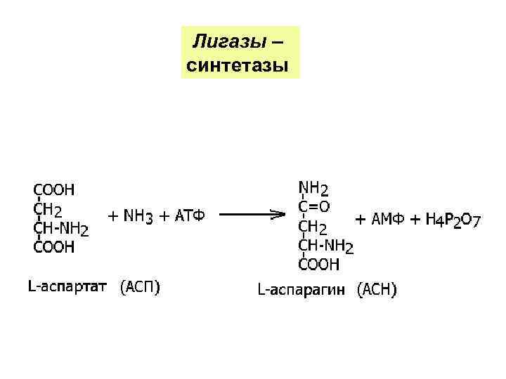 Лигазы это. Лигазы примеры реакций. Ферменты лигазы реакции. Лигазы схема реакций. Лигазы биохимия.