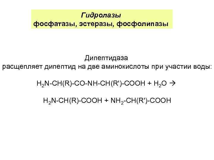     Гидролазы   фосфатазы, эстеразы, фосфолипазы    