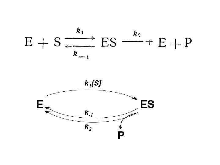   k 1[S]  E    ES k-1 k 2 