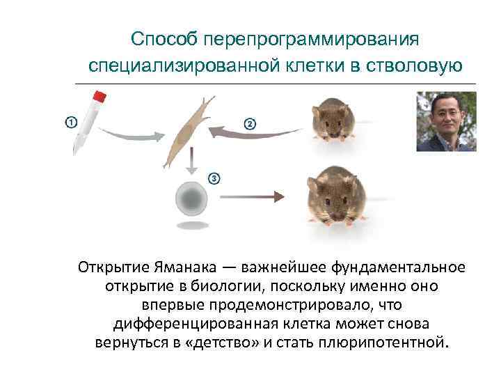 Способ перепрограммирования  специализированной клетки в стволовую Открытие Яманака — важнейшее фундаментальное открытие