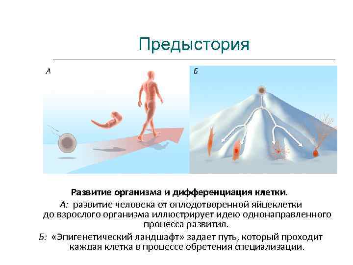     Предыстория   Развитие организма и дифференциация клетки.  А: