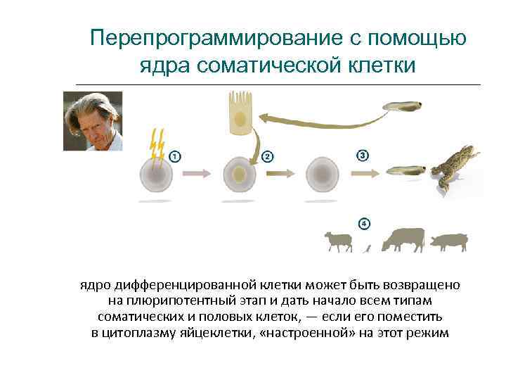  Перепрограммирование с помощью  ядра соматической клетки ядро дифференцированной клетки может быть возвращено