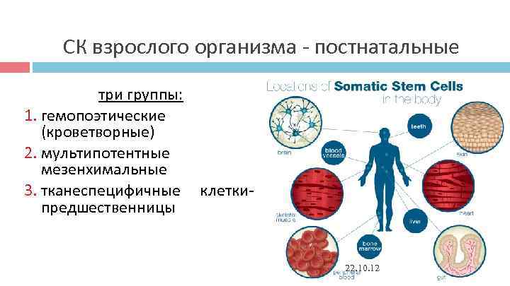 В какой части организма делятся стволовые клетки. Постнатальные стволовые клетки. Стволовые клетки взрослого организма. Стволовая клетка взрослого человека. Расположение стволовых клеток в организме человека.