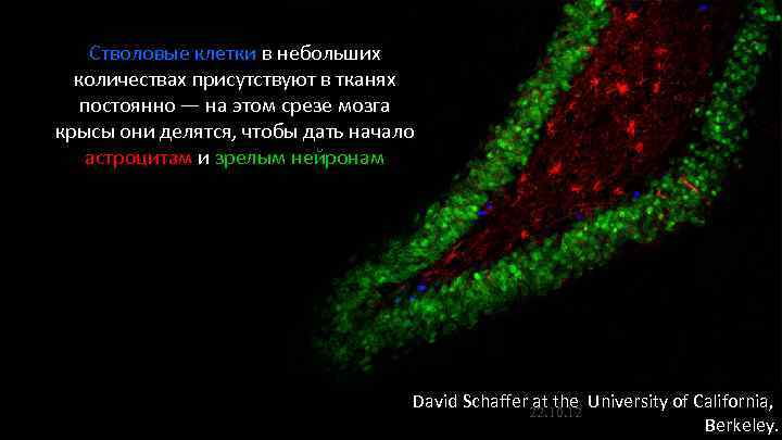 Стволовые клетки в небольших количествах присутствуют в тканях постоянно — Стволовые клетки в небольших количествах присутствуют в тканях постоянно —