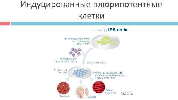 Индуцированные плюрипотентные клетки 22. 10. 12 Индуцированные плюрипотентные клетки 22. 10. 12