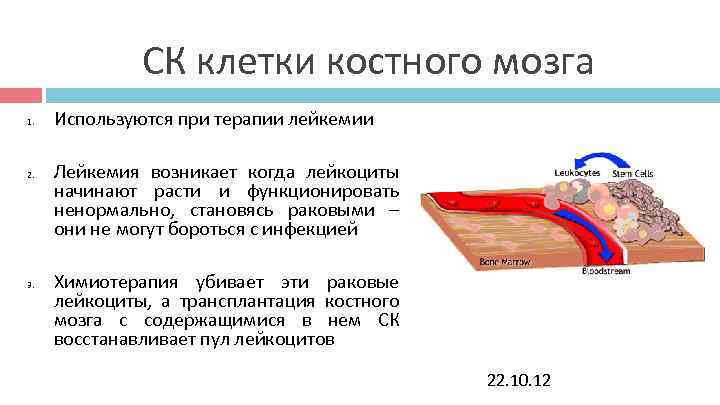 СК клетки костного мозга 1. Используются при терапии лейкемии 2. СК клетки костного мозга 1. Используются при терапии лейкемии 2.
