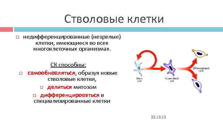 Стволовые клетки недифференцированные (незрелые) клетки, имеющиеся во всех Стволовые клетки недифференцированные (незрелые) клетки, имеющиеся во всех