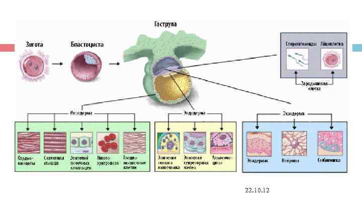 22. 10. 12 22. 10. 12