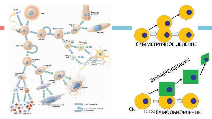 СИММЕТРИЧНОЕ ДЕЛЕНИЕ ИЯ ИАЦ СИММЕТРИЧНОЕ ДЕЛЕНИЕ ИЯ ИАЦ